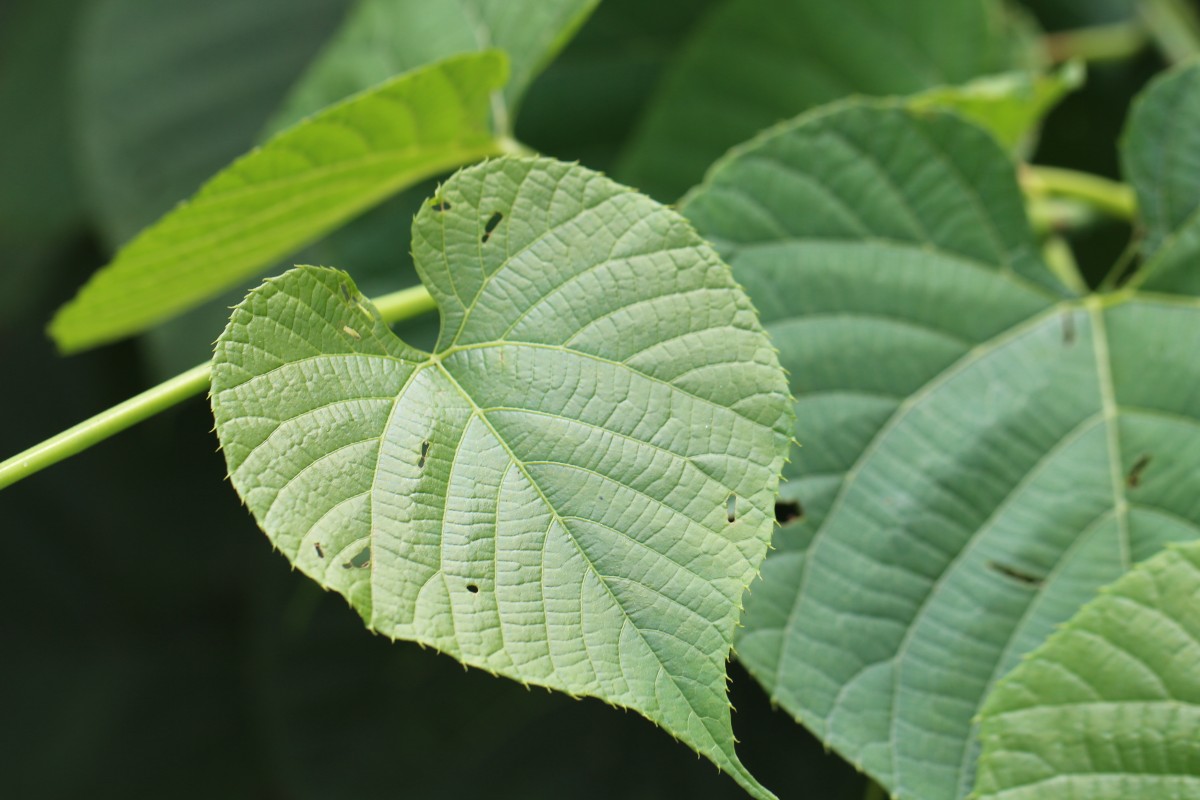 Cissus latifolia Lam.